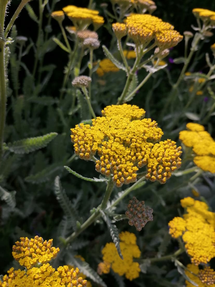 Achillea filipendulina