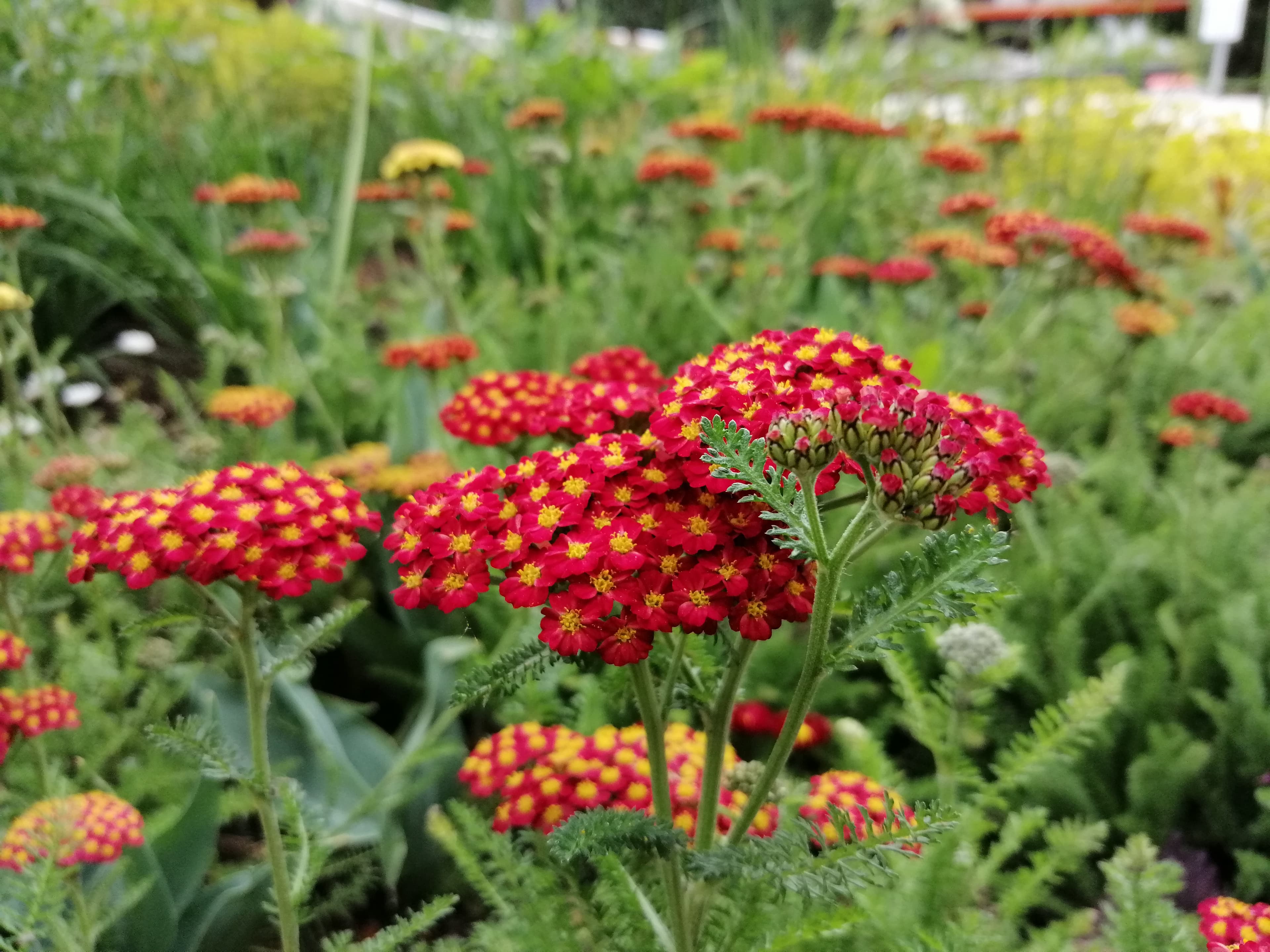 Achillea millefolium