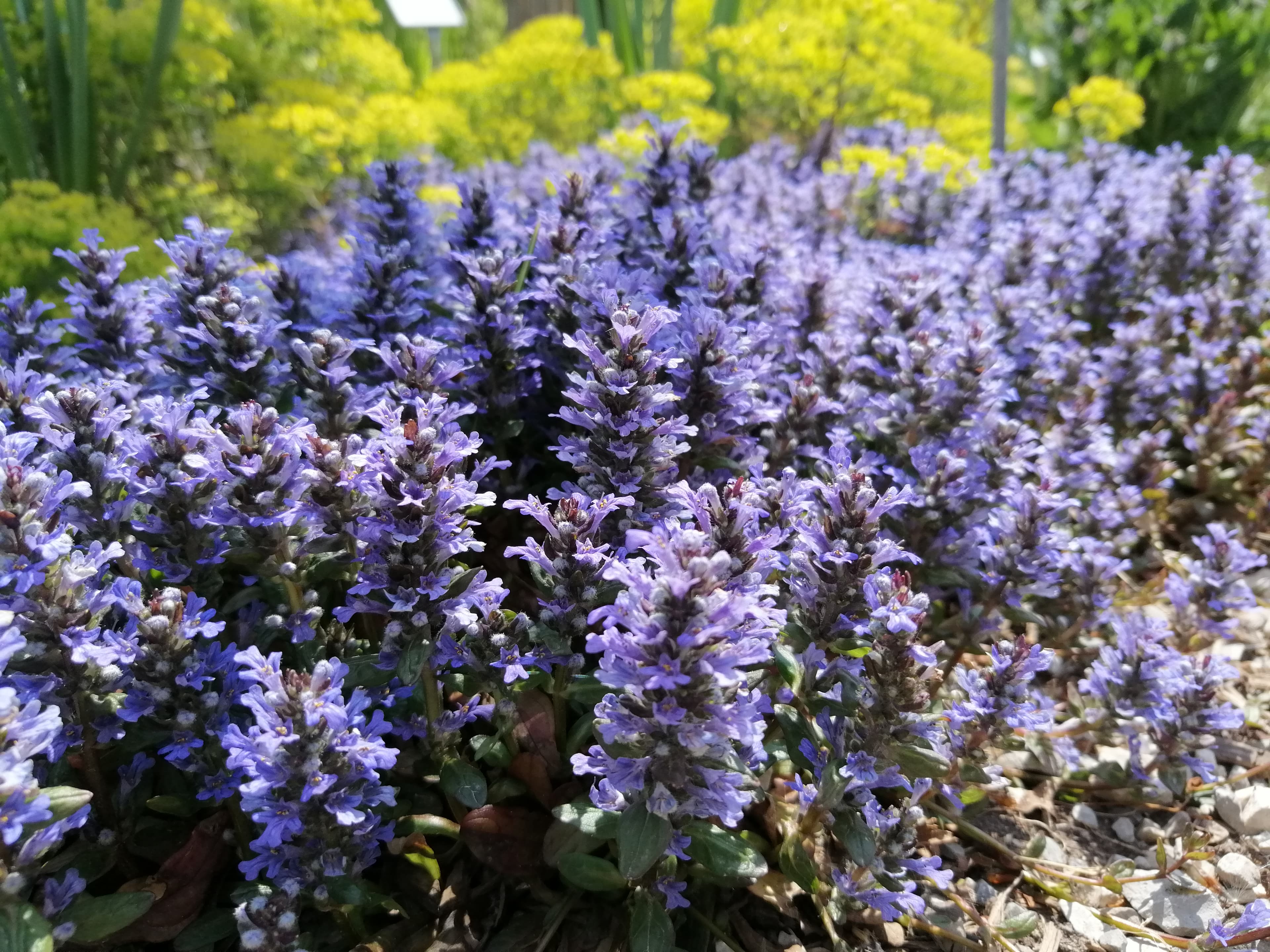 Ajuga reptans 'Braunherz