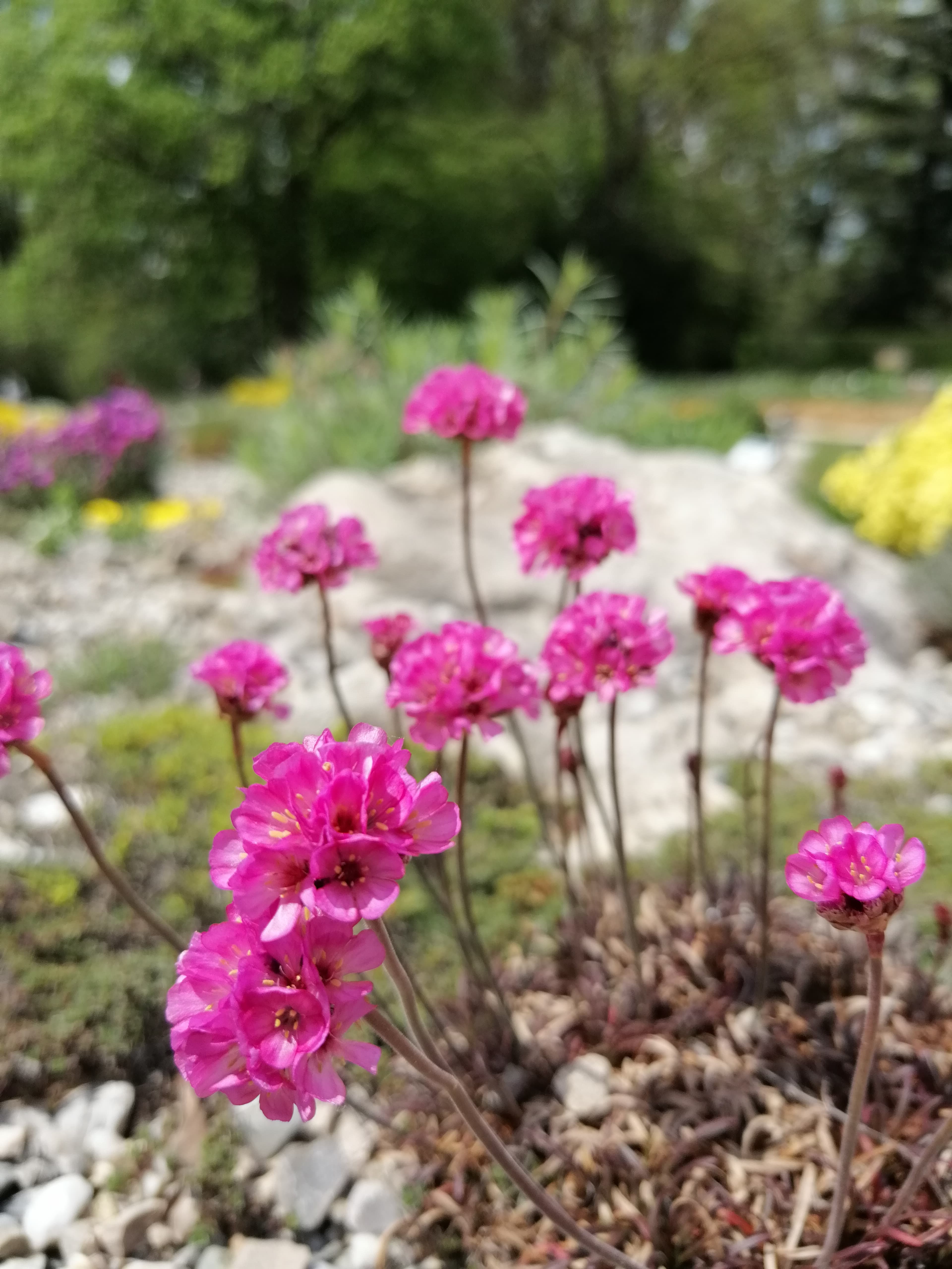 Aster alpinus, Violet