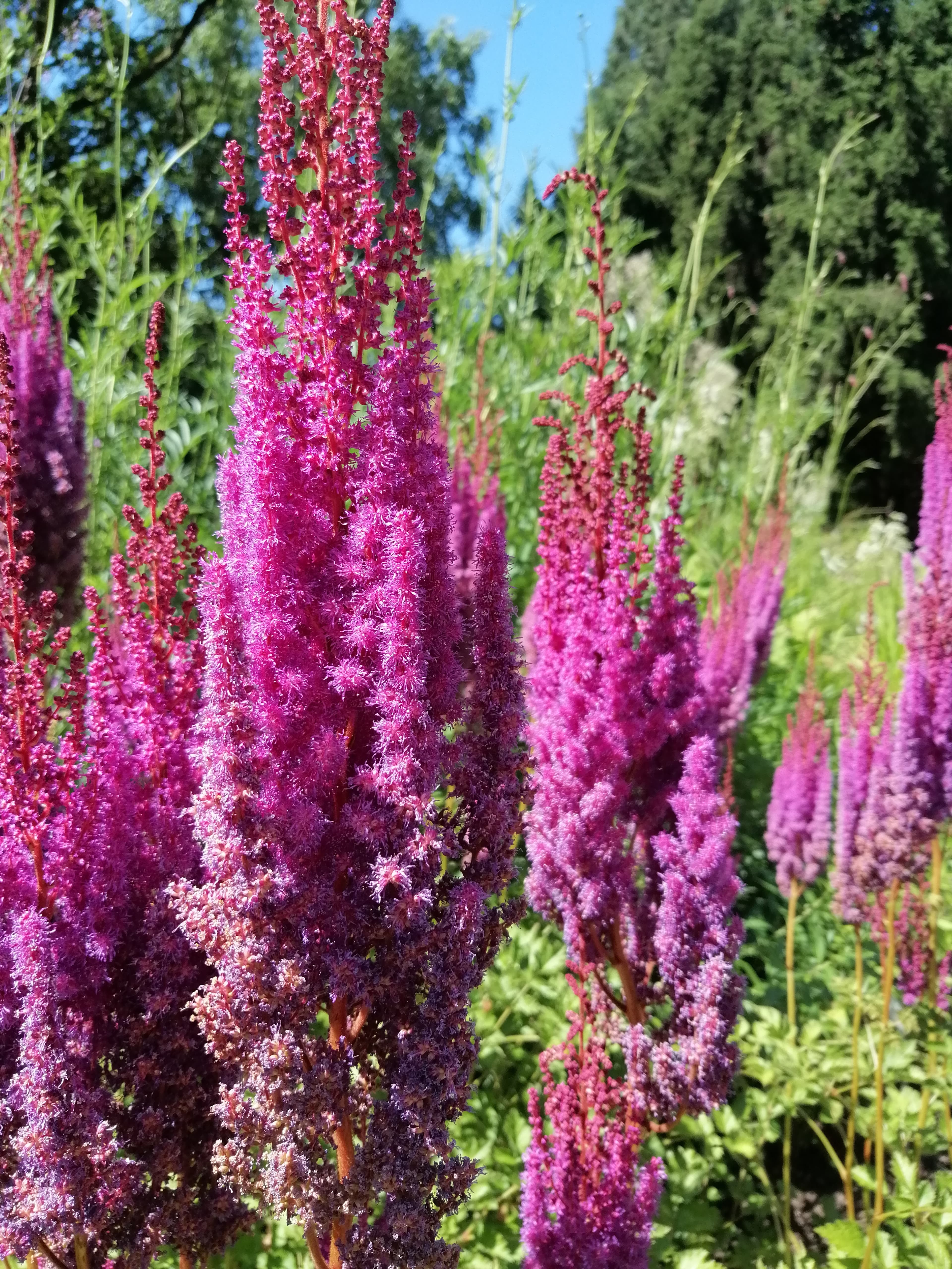 Aubrieta x cult., blau