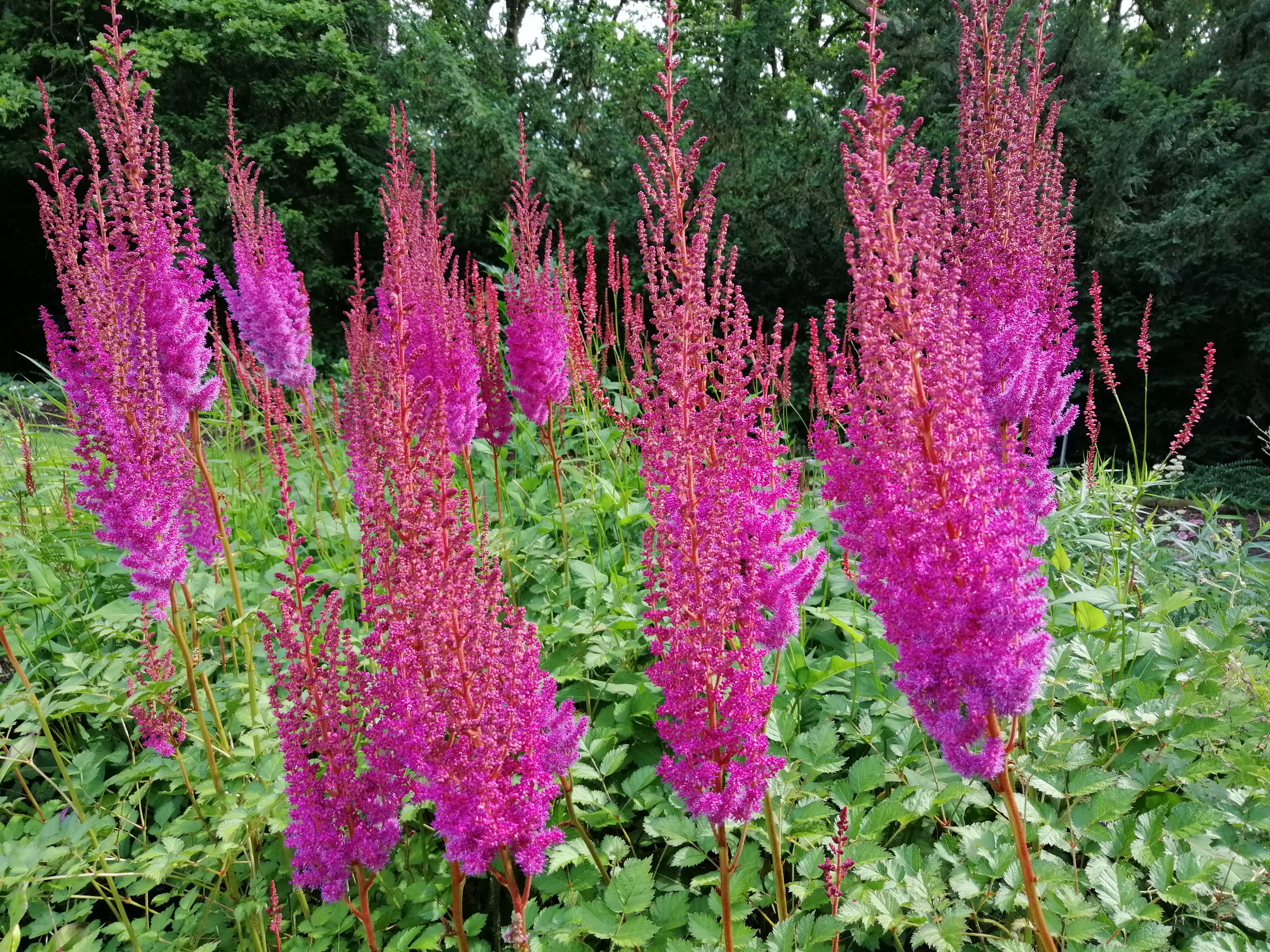 Aubrieta x cult., rot