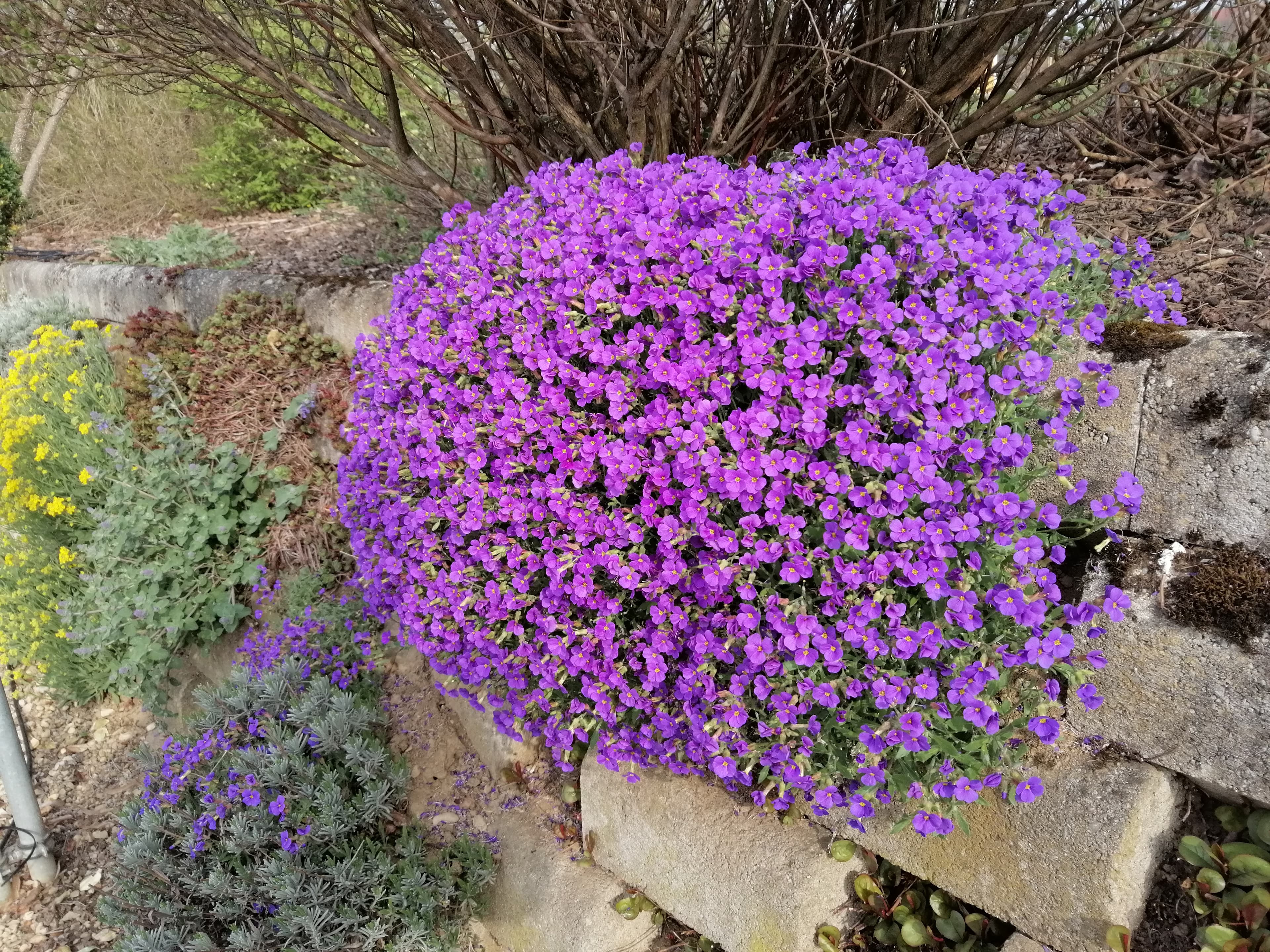 Calamintha nepeta ssp.nepeta